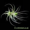 An alternate look at Tillandsia concolor x brachycaulos by craftyplants