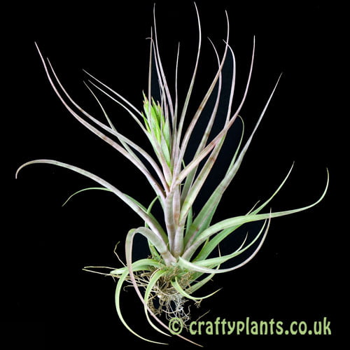 Tillandsia concolor x brachycaulos by craftyplants