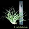 Tillandsia geminiflora x stricta next to a ruler from craftyplants
