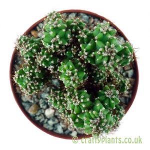 Cereus peruvianus monstrose