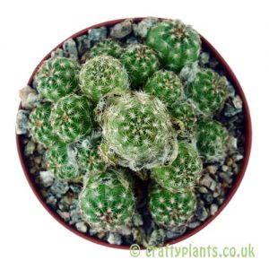Chamaelobivia 'Pauline'