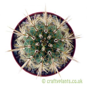 Trichocereus chiloensis