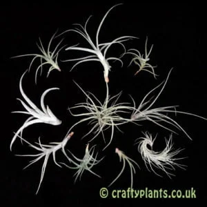 Baby air plants pack of 10
