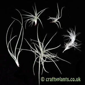 Baby air plants pack of 5