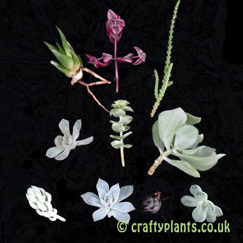 Succulent cuttings pack – Mixed pack of 10