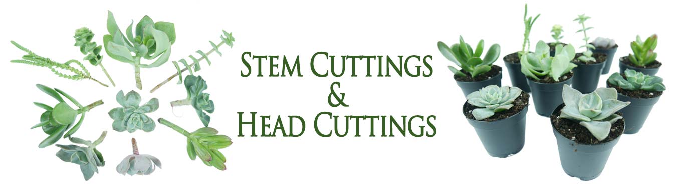 Stem cuttings and Heard cuttings