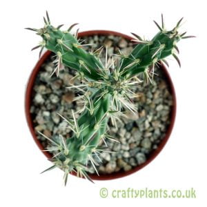 Cylindropuntia imbricata Dehli CO DFJ5757 from Craftyplants