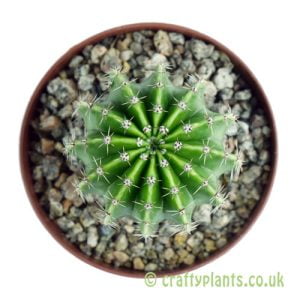 Echinopsis 'Moonglow' from craftyplants