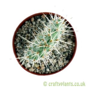 Opuntia phaeacantha 'Crystal Tide' from Craftyplants