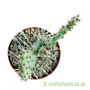 Opuntia phaeacantha 'Longispina' from Craftyplants