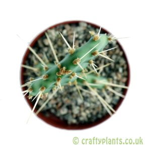 Opuntia phaeacantha 'Orangeade' from Craftyplants
