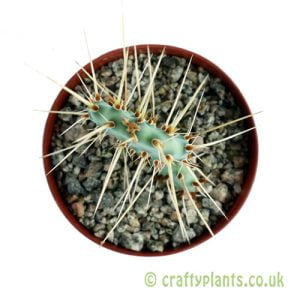 Opuntia potsii - Albuquerque, New Mexico from Craftyplants