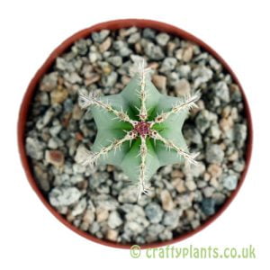 Pachycereus marginatus from craftyplants.co.uk