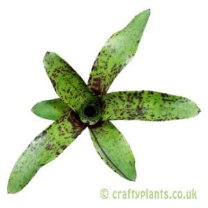 Neoregelia 'Big Brother'