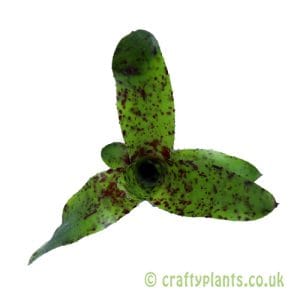 Neoregelia 'Little Brother' January 2026