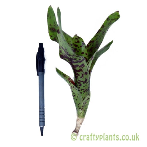 Neoregelia 'Little Brother' January 2026