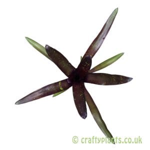 Neoregelia 'Royal Burgundy' shown from above by craftyplants