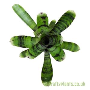 Neoregelia 'Wee Willy' shown from above by craftyplants