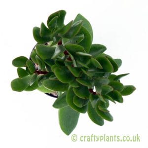 Crassula cultrata from Craftyplants