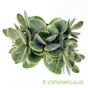 Crassula swaziensis variegata by Craftyplants