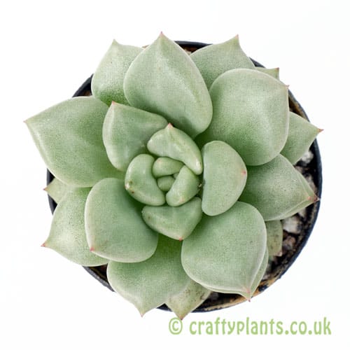 Echeveria 'J.C. Van Keppel' from Craftyplants