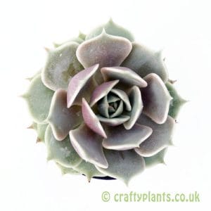 Echeveria 'Lola' from Craftyplants.co.uk