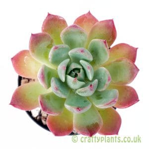 Echeveria 'Sitifukumiana' from Craftyplants