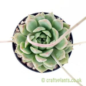 Echeveria prolifica from Craftyplants