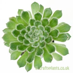 Echeveria setosa var. ciliata from Craftyplants
