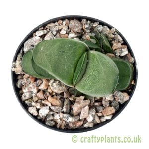 Gasteria 'Rumplestiltskin' fro m Craftyplants
