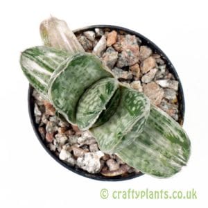 Gasteria 'Salad Cream' from Craftyplants