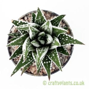 Haworthia 'Big Band' from Craftyplants