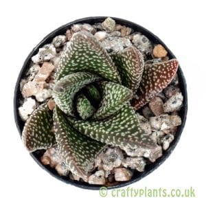 Haworthia 'Royal Albert' from Craftyplants