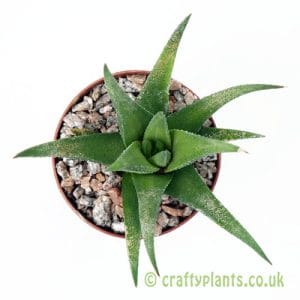 Haworthia attenuata by Craftyplants