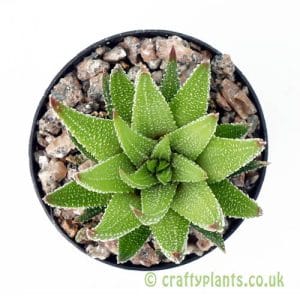 Haworthia attenuata var. radula from Craftyplants