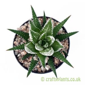 Haworthia fasciata from Craftyplants