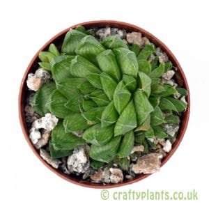 Haworthia marumiana from Craftyplants
