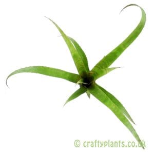 Aechmea 'Red Bands'