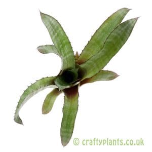 Aechmea 'Minuta' (1)