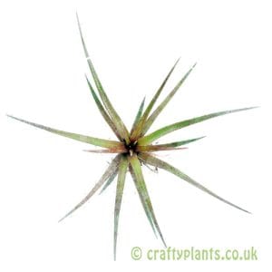 Aechmea recurvata var. recurvata