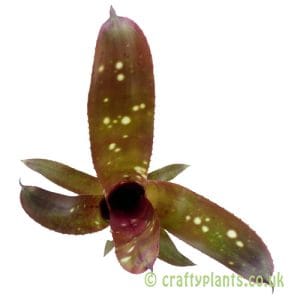 Billbergia 'Halleujah'