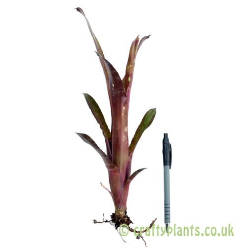 Billbergia 'Halleujah' with pen