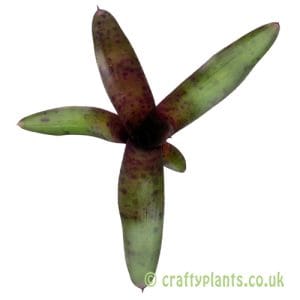 Neoregelia 'Edge of Night'