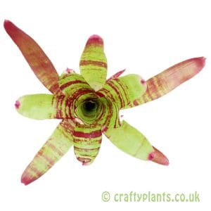 Neoregelia 'Fishnet'