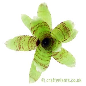 Neoregelia 'Horsefeathers'