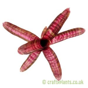 Neoregelia 'Hot Embers'