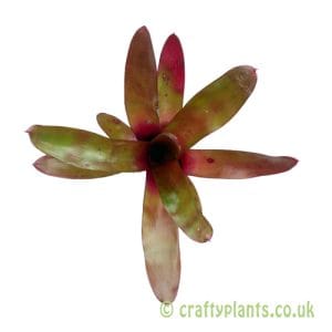Neoregelia 'Hot Rod'