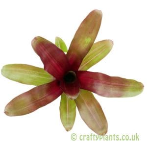 Neoregelia 'Iris'