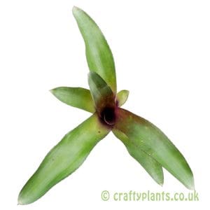 Neoregelia 'Isabella'