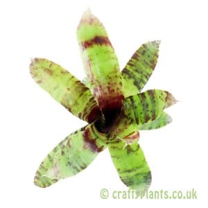 Neoregelia 'Kit Kat'